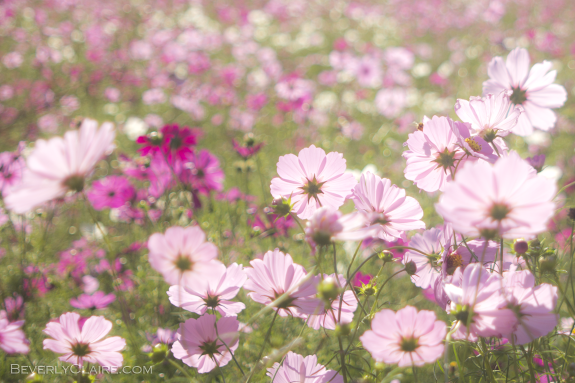 A field of cosmos
